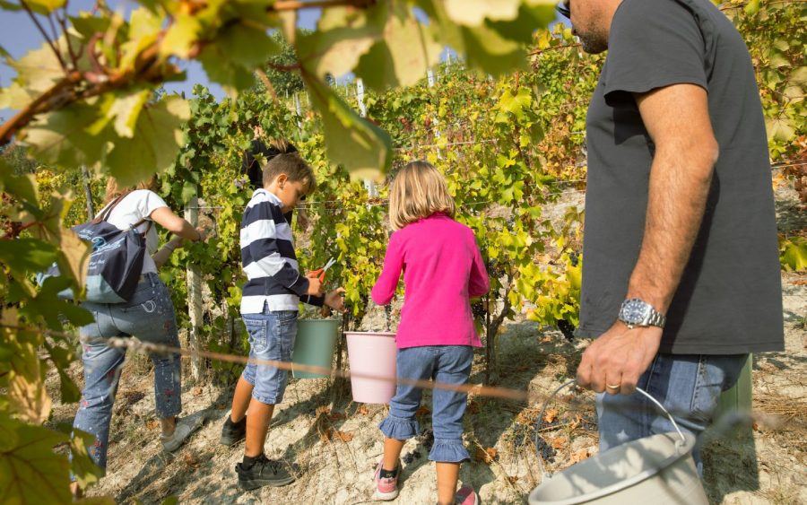 Cascina Fontanette - I bambini vendemmiano