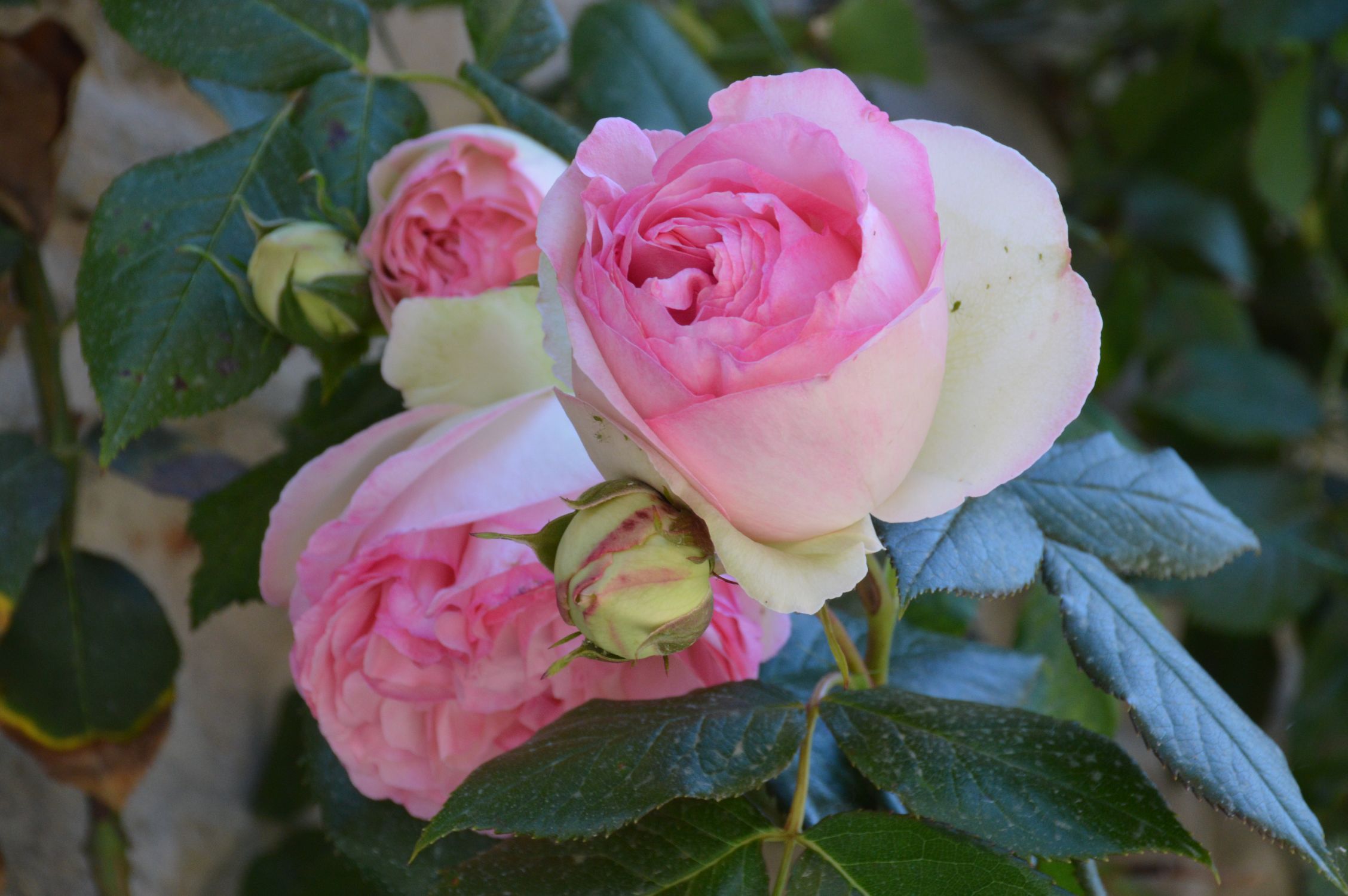 rose di Bossolasco