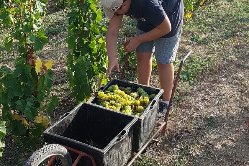 grape harvest - La Badia