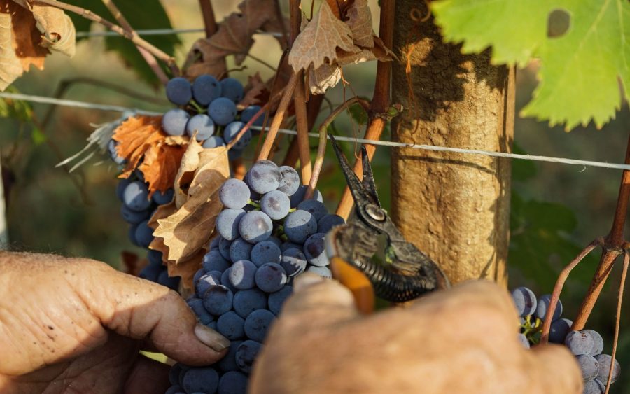 Vendemmia nebbiolo