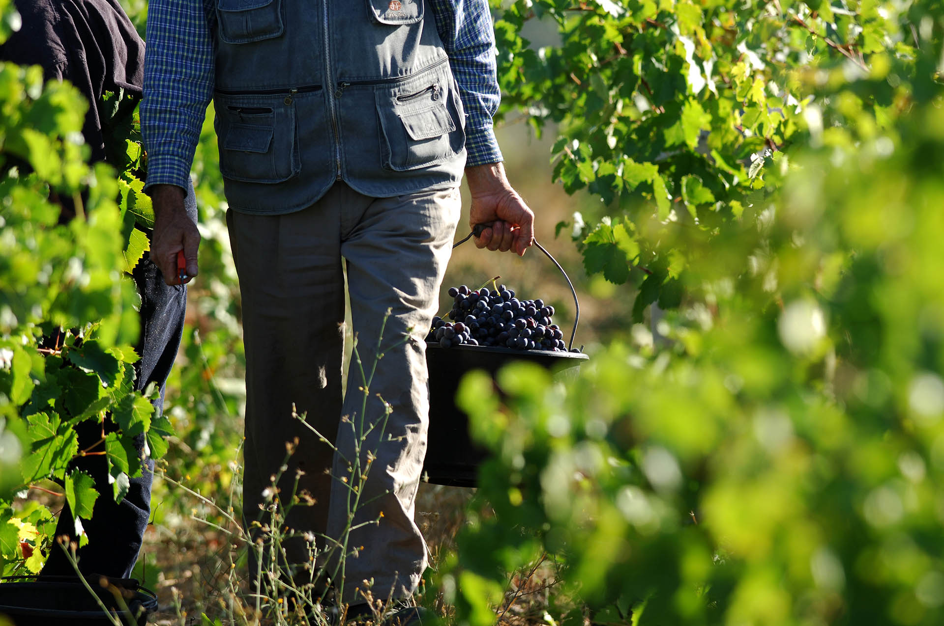 Vendemmia 2021