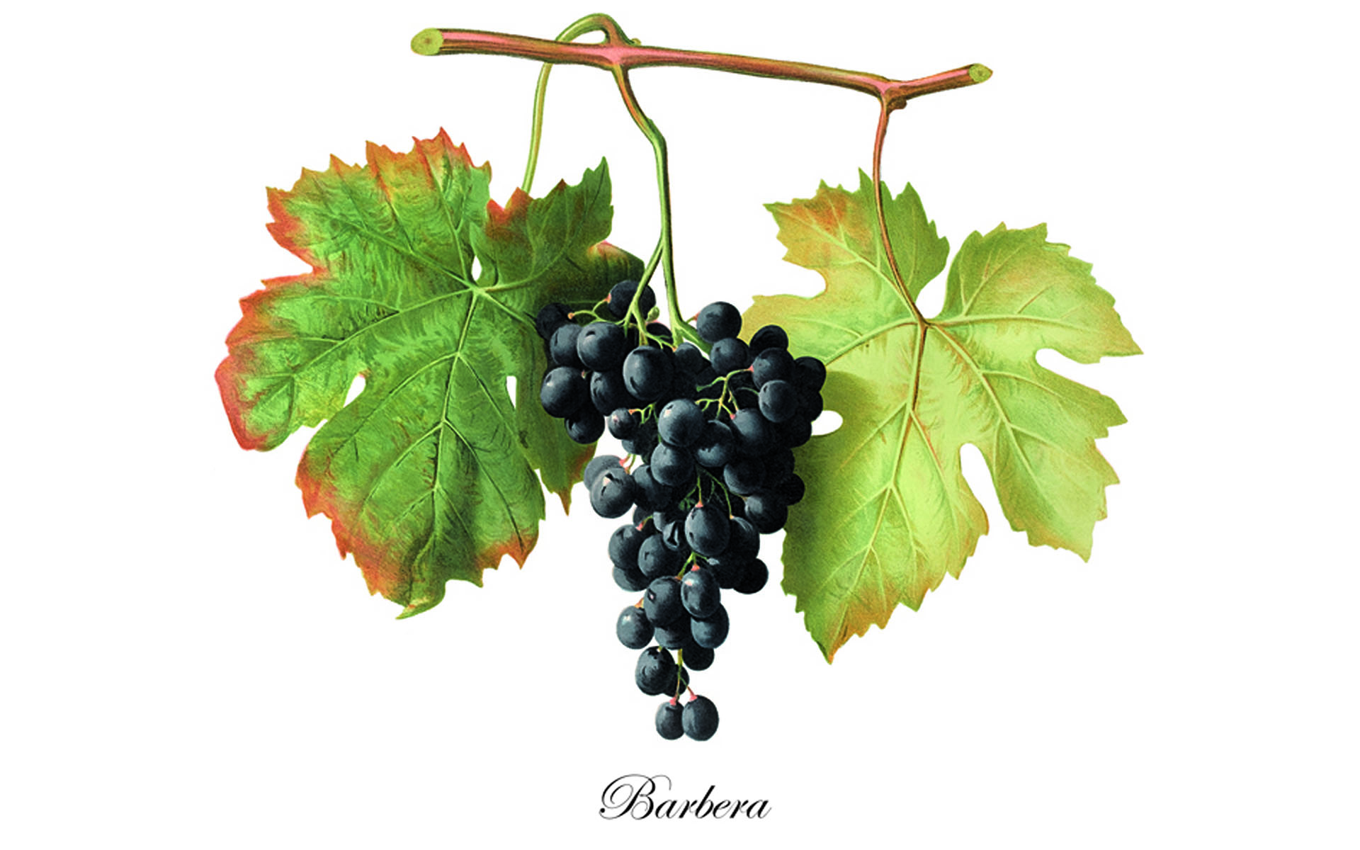 Barbera d Asti DOCG Characteristics Pairings and History