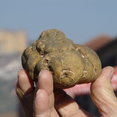 fiera tartufo Canelli - eventi