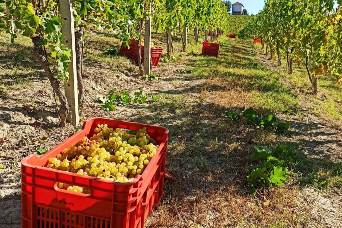 Ugo Balocco - La vendemmia manuale