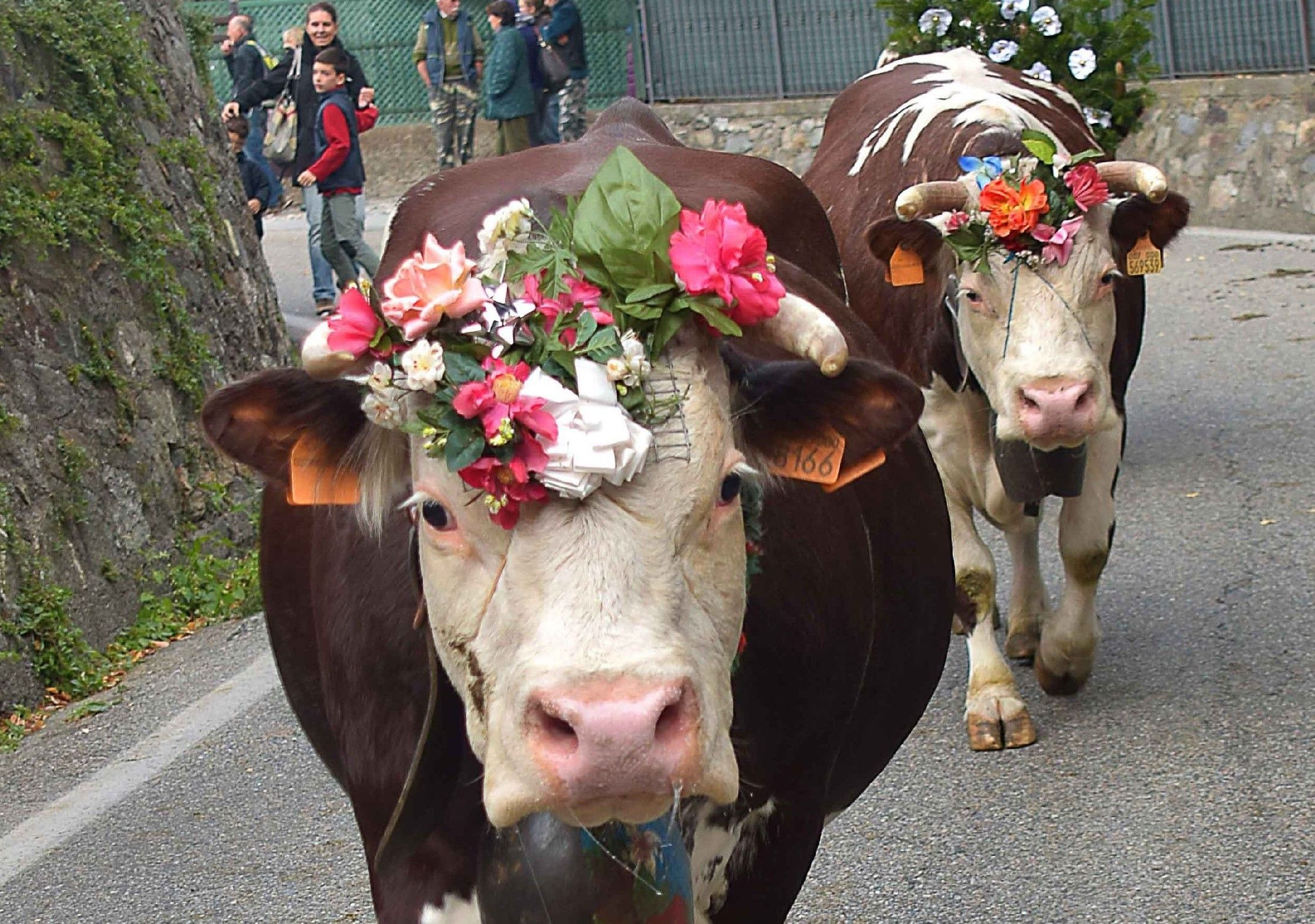 discesa mandrie - eventi discesa mandrie - eventi