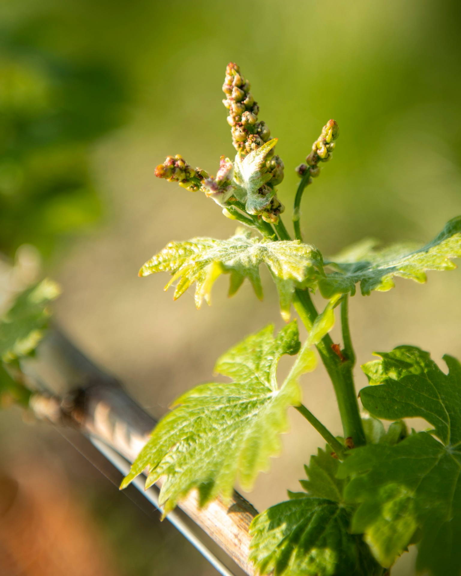 Vitigno barbera - Tenuta Garetto