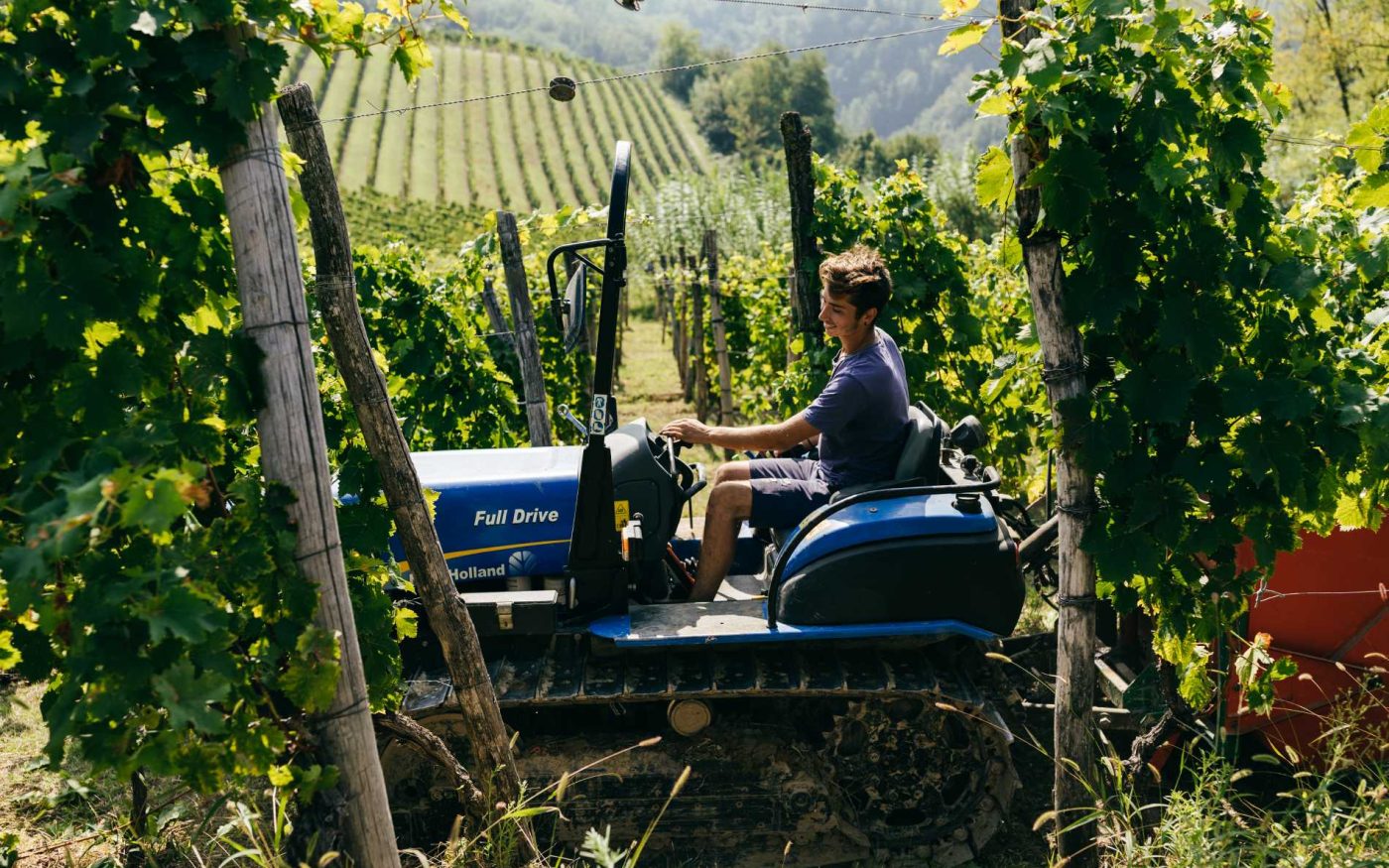 Manual labor and modern methods coexist in vineyard work