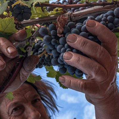 Francesco-Rosso-vigna - eventi