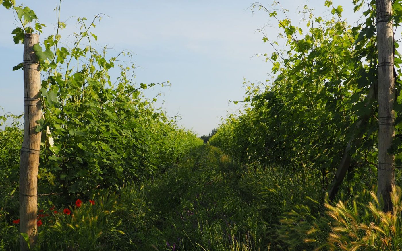 Cascina Goregn-vigneto