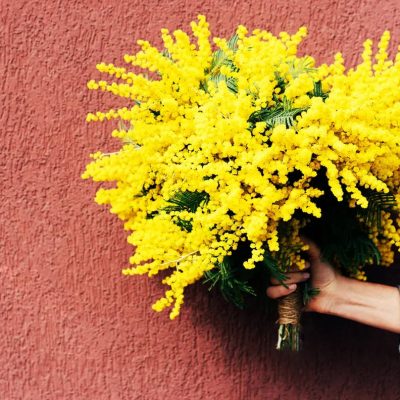 Festa della Donna, mimosa