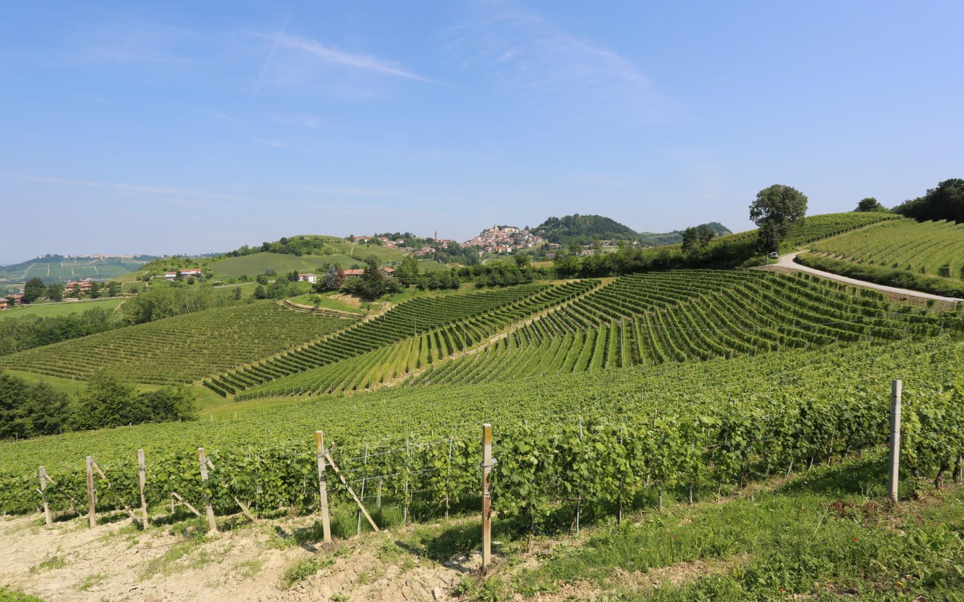 The vineyards where Sara spent her childhood