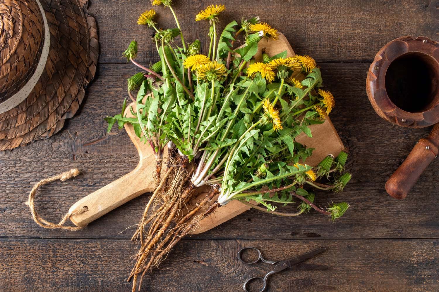 Whole dandelion plants with roots on a table, top view Tarassaco