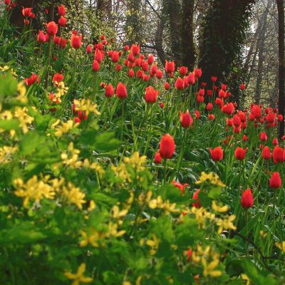 tulipani govone -eventi