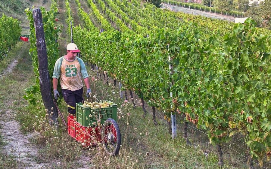 Good wine comes from careful and respectful work in the vineyard