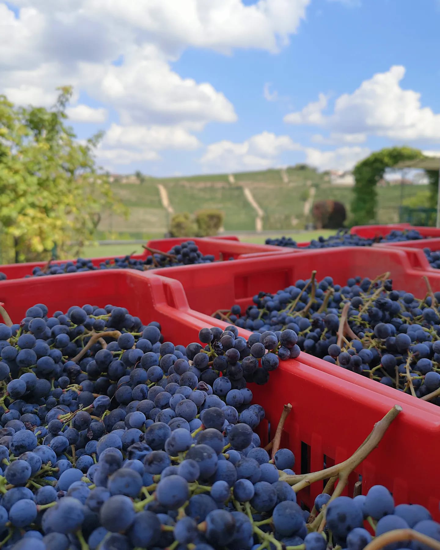 Negro Giuseppe – vendemmia La raccolta delle uve
