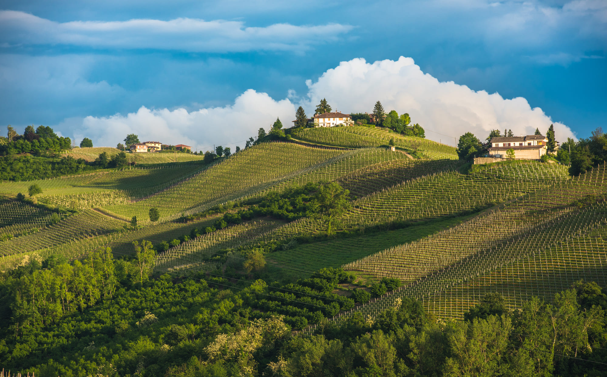 Langhe estate