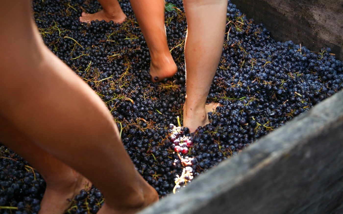 grape harvest festival - events