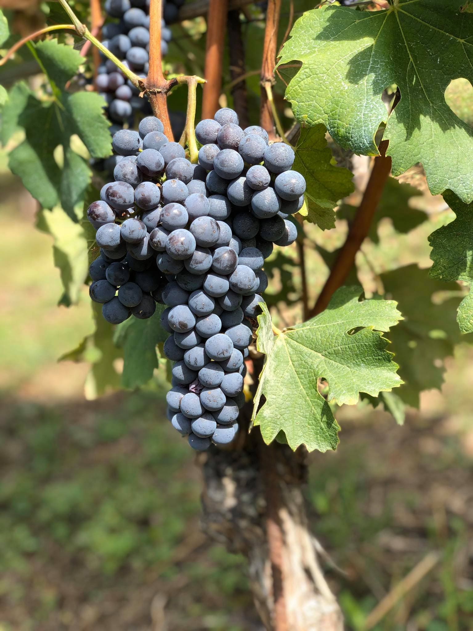 Cascina Lo Zoccolaio Winery In The Langhe