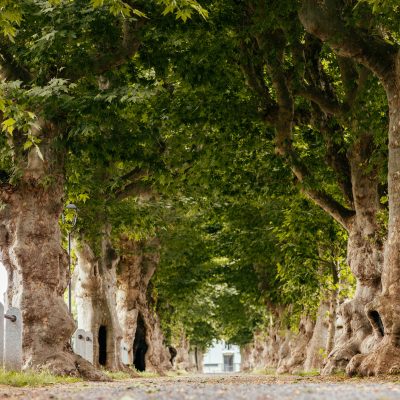 viale alberato cherasco - eventi