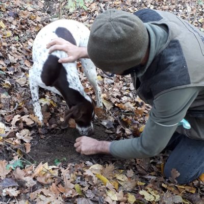 ricerca del tartufo - eventi