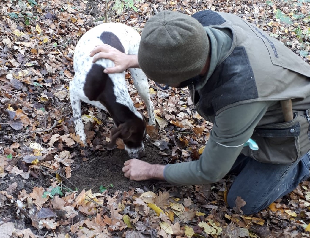 ricerca del tartufo - eventi