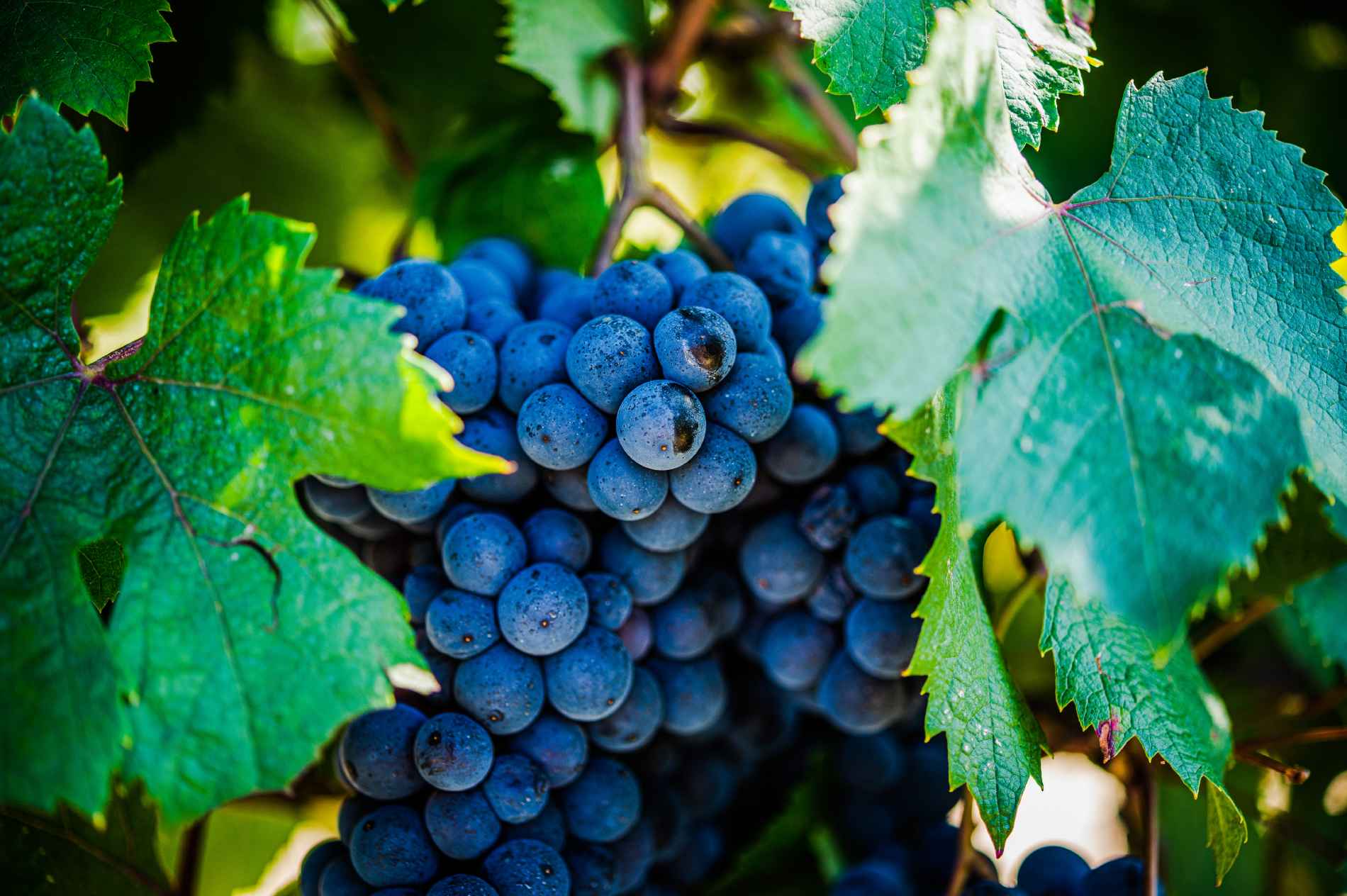 Tenuta_Montefantino_uve_nere
