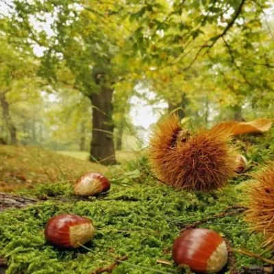 castagne