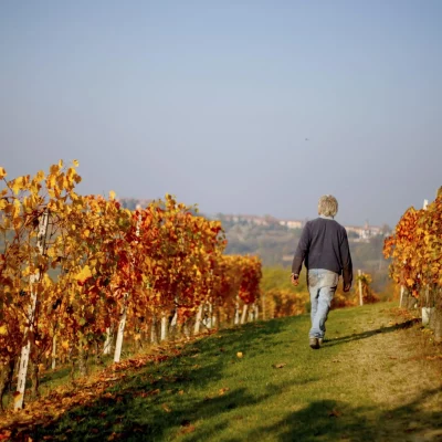 Hilberg Pasquero - Vigneti in autunno