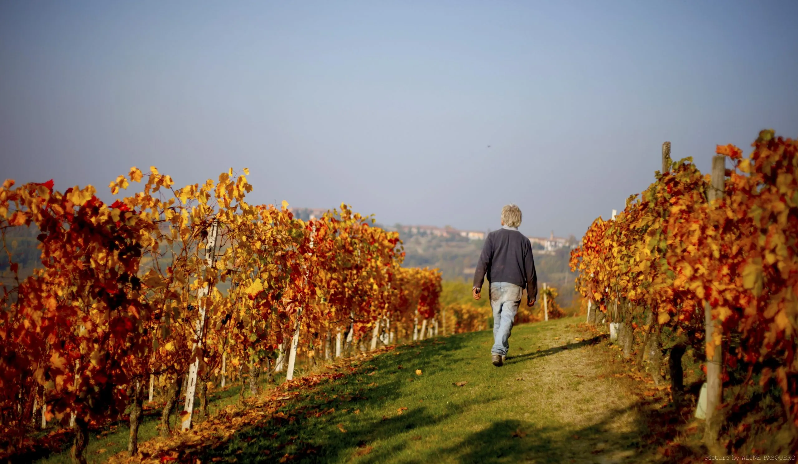 Hilberg Pasquero - Vigneti in autunno Hilberg Pasquero - Vigneti in autunno