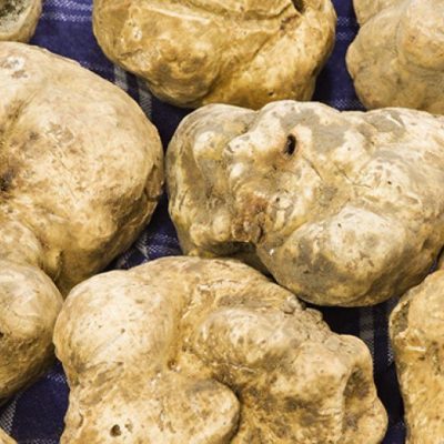 tartufo bianco piemonte - eventi