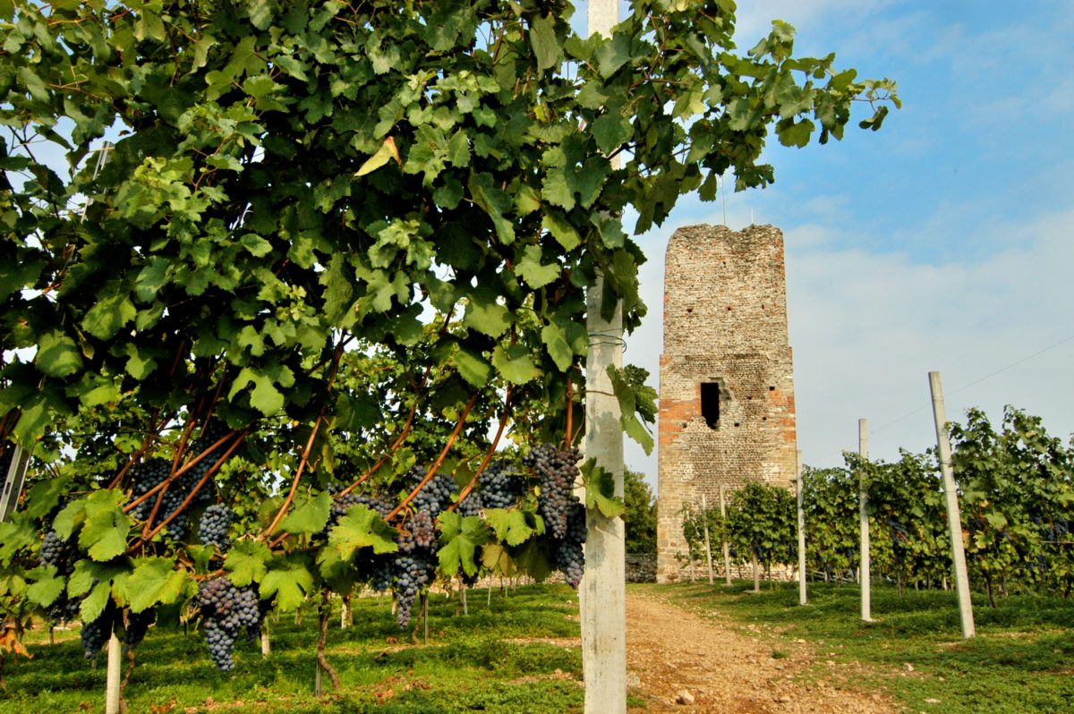 Enoteca Regionale di Gattinara e dell’Alto Piemonte - eventi Enoteca Regionale di Gattinara e dell’Alto Piemonte - eventi