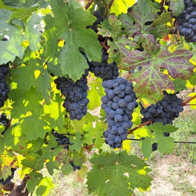 associaizone produttori colli astiani - eventi