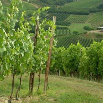 cantina ceste - eventi