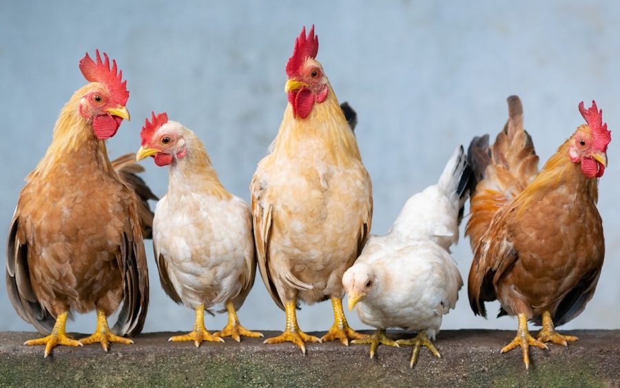 Mostra-mercato di piccoli animali