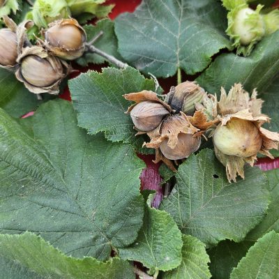 a tavolo con la regina nocciola - eventi