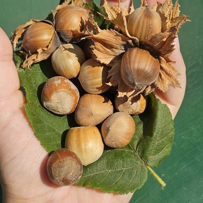 a tavolo con la regina nocciola - eventi