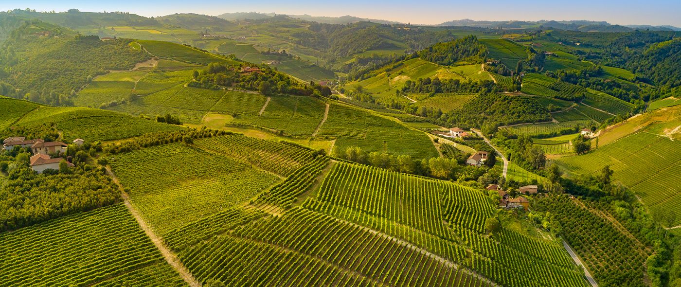 Il vigneto Mugiotdiacente allo storico centro aziendale Il vigneto Mugiotdiacente allo storico centro aziendale