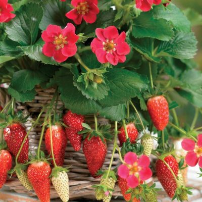 fragole-rampicanti – eventi fragole-rampicanti - eventi