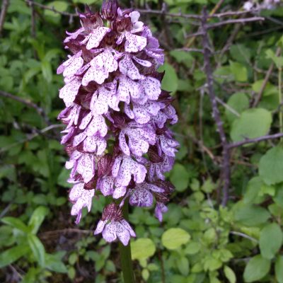 orchidee spontanee del monferrato - eventi