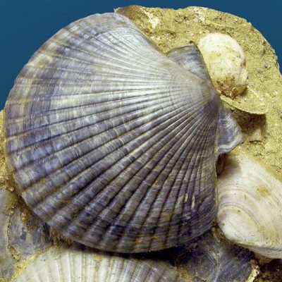 Carlo Allioni e i Fossili storici della Valle Andona nel 40° anniversario della Riserva Naturale – eventi Carlo Allioni e i Fossili storici della Valle Andona nel 40° anniversario della Riserva Naturale - eventi