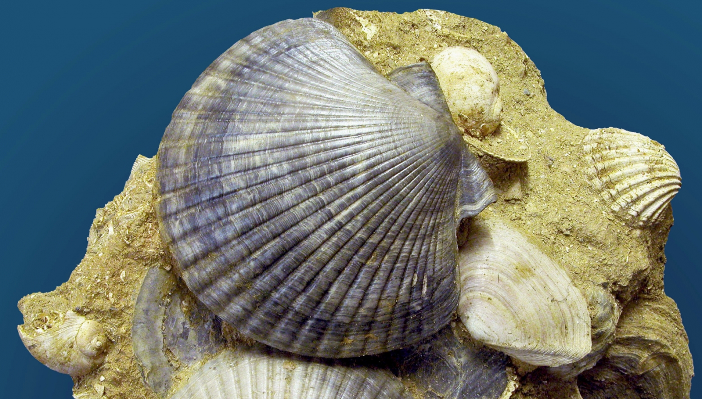 Carlo Allioni e i Fossili storici della Valle Andona nel 40° anniversario della Riserva Naturale - eventi