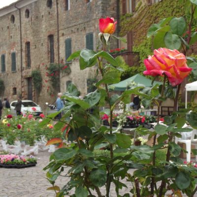BOSSOLASCO ROSE - EVENTI