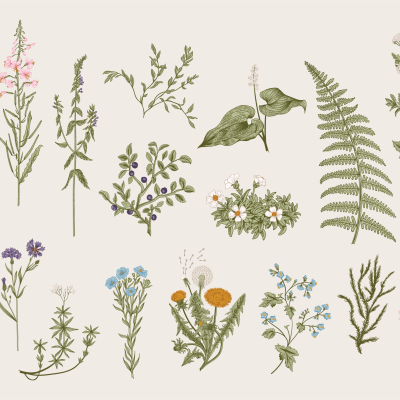 Botanica - eventi