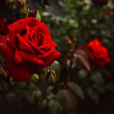 Giardino Viarigi - eventi