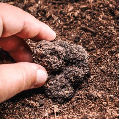 tartufo esitvo murisengo - eventi