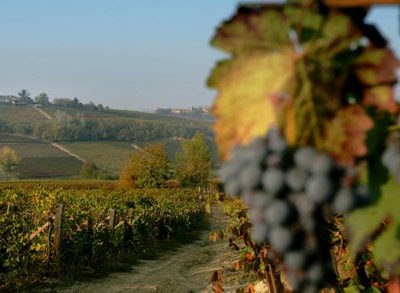 Az. Agricola Alessandro - eventi