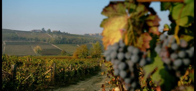 Az. Agricola Alessandro - eventi