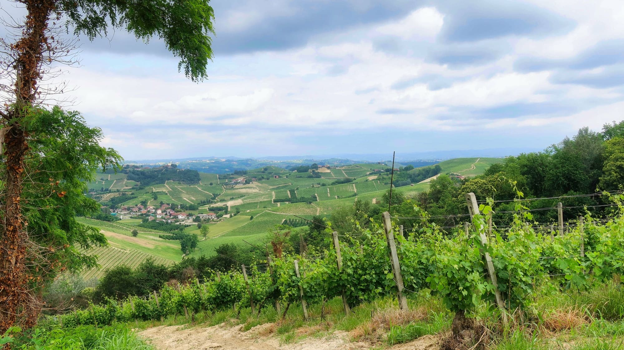 Articolo-Vigna giugno-Roero