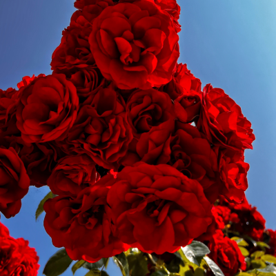 bossolasco giardino rose - eventi