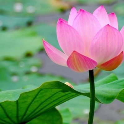 lago fiori di loto – eventi lago fiori di loto - eventi